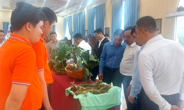 Join hands to eliminate counterfeit Ngoc Linh ginseng